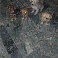 واگذاری سگ پا کو تا