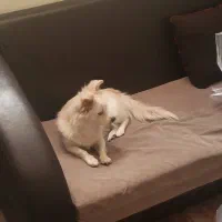 پامرین روباهی|سگ|جم, |دیوار