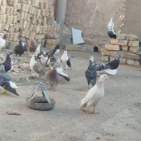 کفتر|پرنده|زاوه, |دیوار