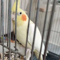 عروس هلندی|پرنده|اصفهان, شهرک کاوه|دیوار