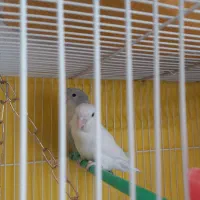 کوتوله برزیلی جفت خوشرنگ