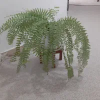 فروش گیاه اپارتمانی