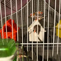 سه جفت فنچ مولد با قفس|پرنده|تهران, اتابک|دیوار