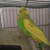 مرغ عشق ماده جوان