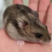 همستر|موش و خرگوش|همدان, |دیوار