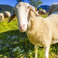 میش داشتی جفتی22