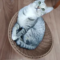 واگذاری گربه ماده عقیم شده