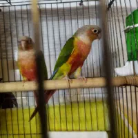 گرینچیک آناناسی رد بالغ کار داده