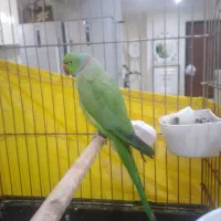 ملنگو|پرنده|تهران, شارق|دیوار