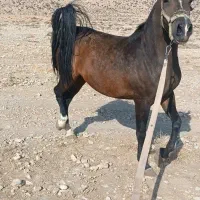 اسب|اسب و تجهیزات اسب‌سواری|شیراز, گویم|دیوار