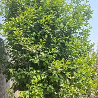 خانه‌ویلایی‌روستای‌گنو‌‌  فروشی|فروش خانه و ویلا|بندرعباس, |دیوار