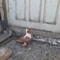 کبوتر|پرنده|اردبیل, |دیوار