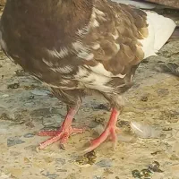 کبوتر|پرنده|شاهین‌شهر, شهرک میلاد|دیوار