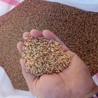 گندم پایا|خوردنی و آشامیدنی|انگوت, |دیوار