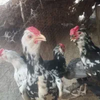 خروس گلین