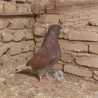 کفتر سرخ و گرگی|پرنده|گرگان, |دیوار