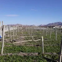 جویای کار گلخانه کشاورزی باغ|خدمات باغبانی و درختکاری|ابریشم, |دیوار