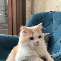 گربه پرشین اسکاتیش 2 ساله