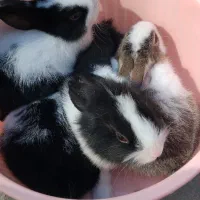 بچه خرگوش وبزرگ