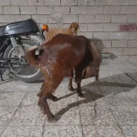 بز نر|حیوانات مزرعه|بندر ماهشهر, |دیوار