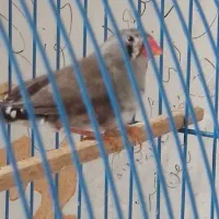 فنج ماده جوانه