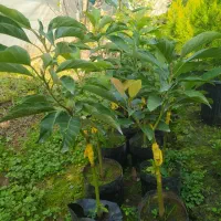 نهال آووکادو و کاج لاوسون