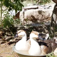 فروش یک جفت قو غاز اکراینی|حیوانات مزرعه|بیرجند, |دیوار