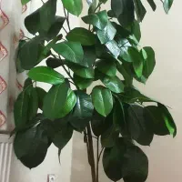 گل مصنوعی فیکوس با گلدان