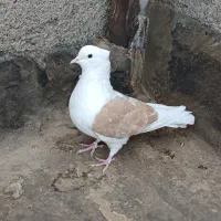 کفتر رنگه پرشی سالم