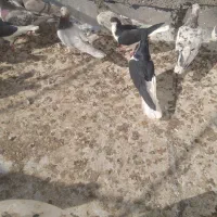 کفتر همه مدل هفت‌رنگ ورنگی والمانی مگزی