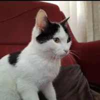 بچه گربه 4 ماهه|گربه|تهران, شهرک آزمایش|دیوار