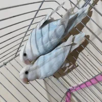 کوتوله تراکویسه