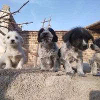 سگ شیتزو|سگ|قوچان, |دیوار