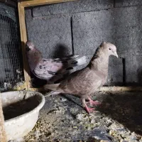 یک جفت دم سفید