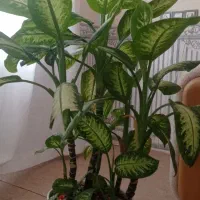 گل دیفن|گل و گیاه طبیعی|پاوه, |دیوار