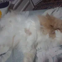 گربه پرشین بایکالر سوپر فلت|گربه|زنجان, |دیوار