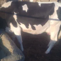 گاو  گوساله