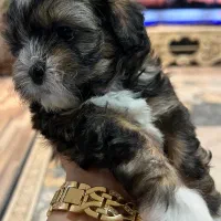 شیتزواصل صورت فلت نروماده|سگ|اردبیل, |دیوار