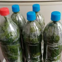 بزگ انگور سفید 300هزار تومان
