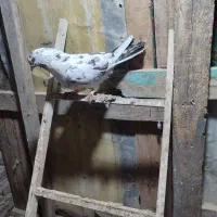 کبوتر|پرنده|بندر ترکمن, |دیوار