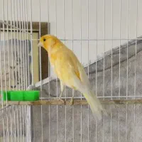 نر ۴ دانگ میخوانه