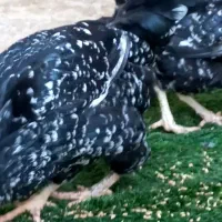 جوجه گلین بلک متلد خال سوزنی