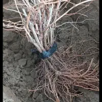 نهال انگور اصلاح شده تاکستان