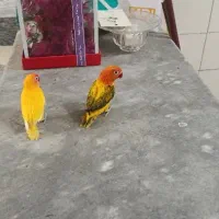 جفت کوتوله رنگ خاص نیمه دستی