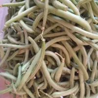 لوبیا سبز