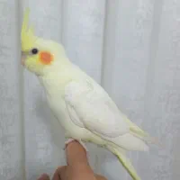 جوجه عروس هلندی سرلاکی و دونخور|پرنده|دوگنبدان, |دیوار