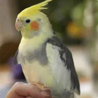 عروس هلندی نژاد ابلق