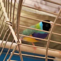 فنچ (جغدی شکلاتی) (کرواتی شکلاتی )گلدین|پرنده|تهران, سنگلج (شاپور)|دیوار