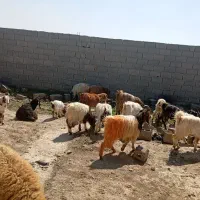 سی عدد بزغاله