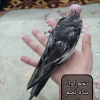 جوجه عروس هلندی دون خور|پرنده|مشهد, منزل آباد|دیوار